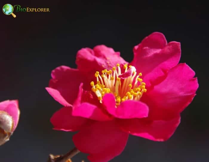 Camellia Sasanqua