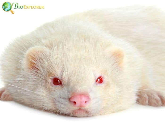 Can You Own An Albino Ferret Everywhere?