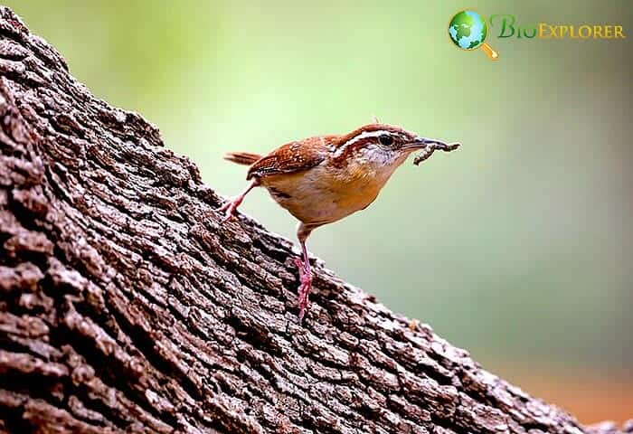 Can Wrens Look for Prey in Unusual Places?