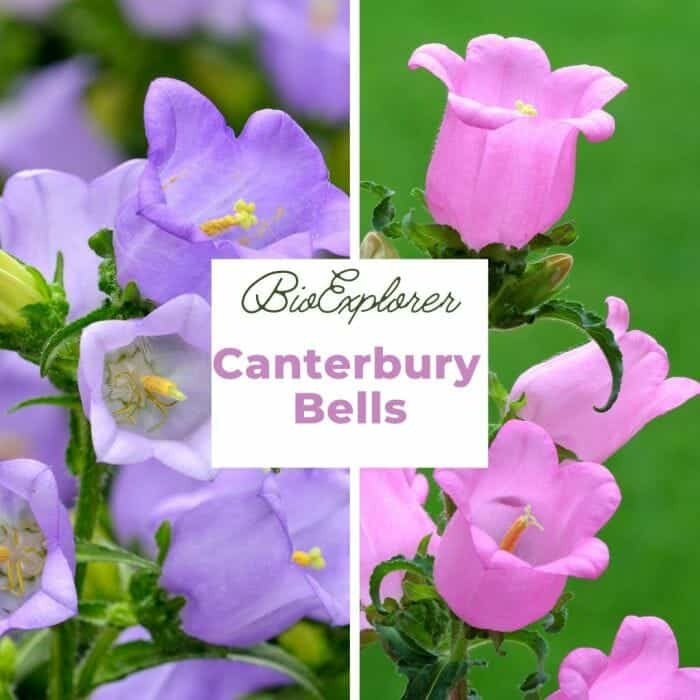 Canterbury Bells