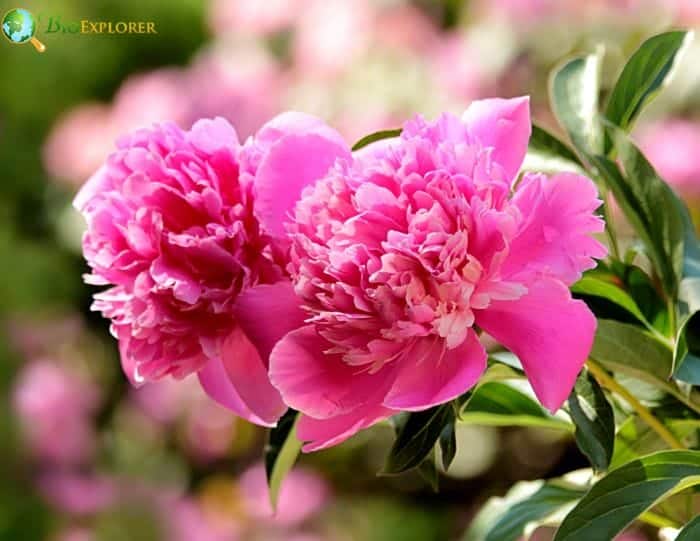 Caring for Peonies