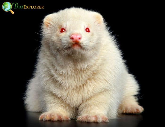 Caring for An Albino Ferret