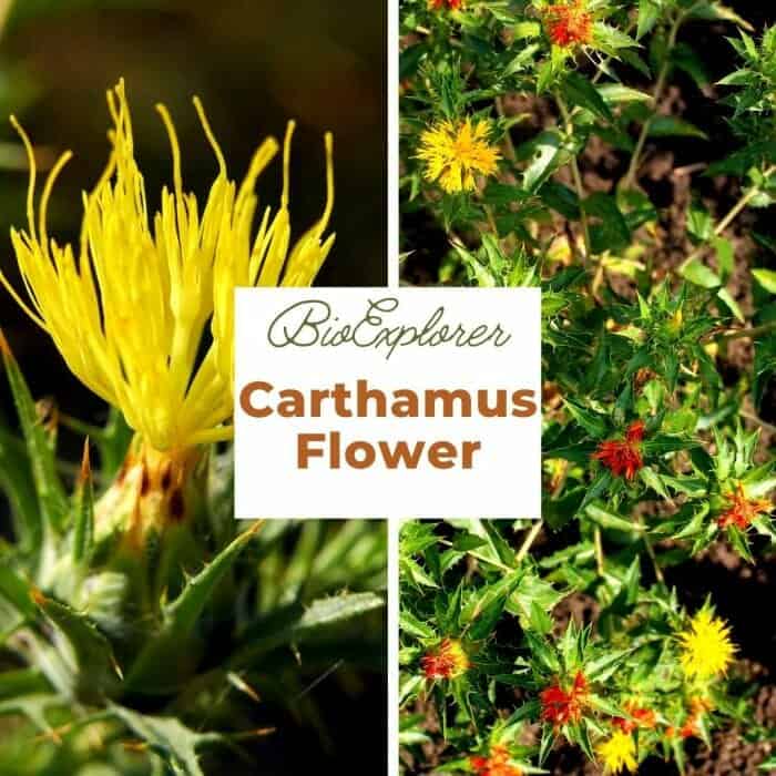 Safflower (Carthamus tinctorius,False saffron) has begun to bloom