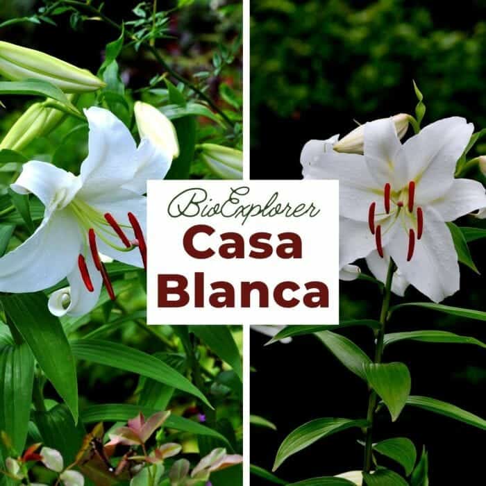 Casa Blanca Flower | Oriental Lily | Golden Yellow Flower | BioExplorer