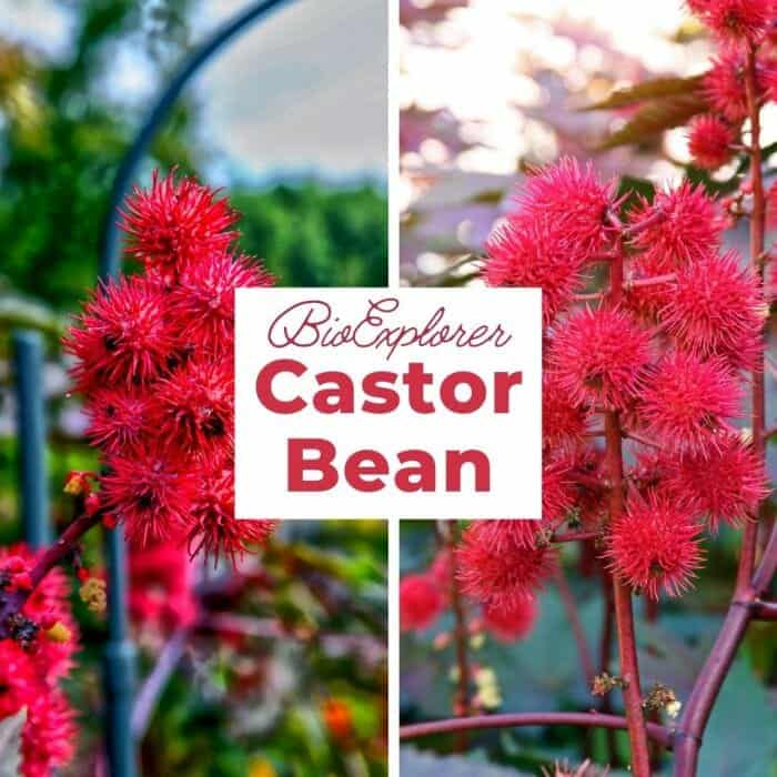 Castor Bean