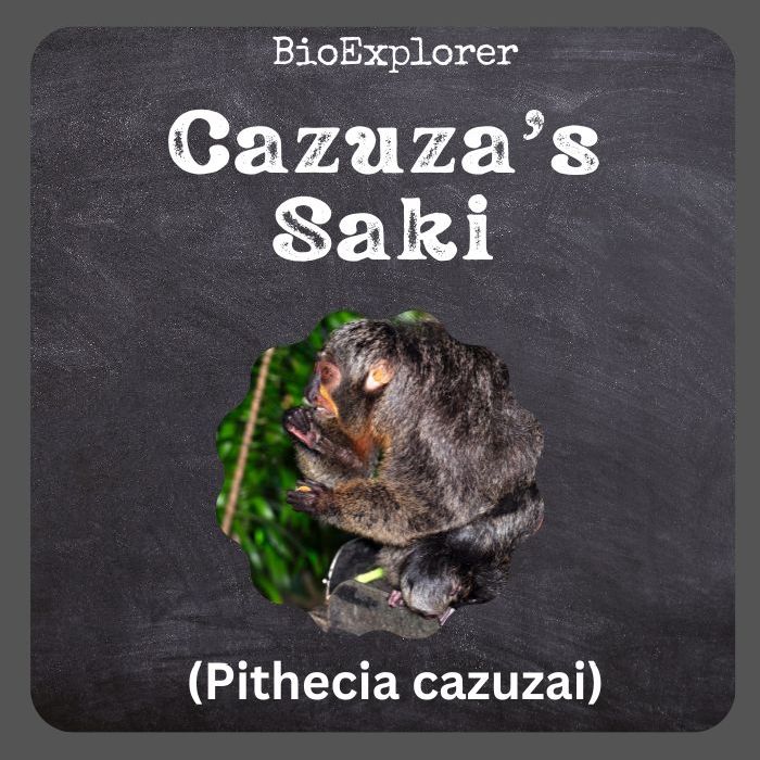 Cazuza's Saki