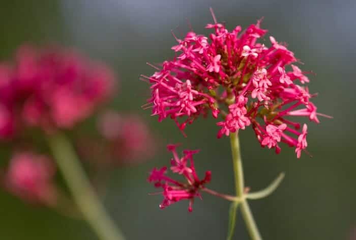 Jupiter's Beard Flower | Centranthus ruber | BioExplorer.net