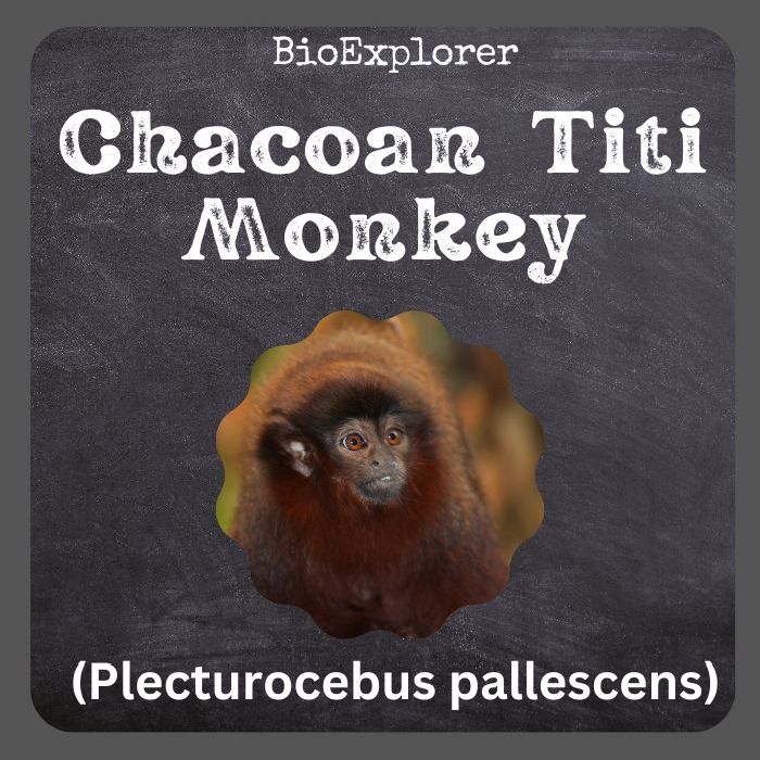 Chacoan Titi Monkey