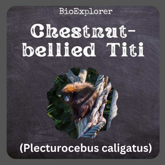 Chestnut-bellied Titi