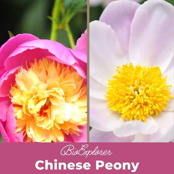 Chinese Peony