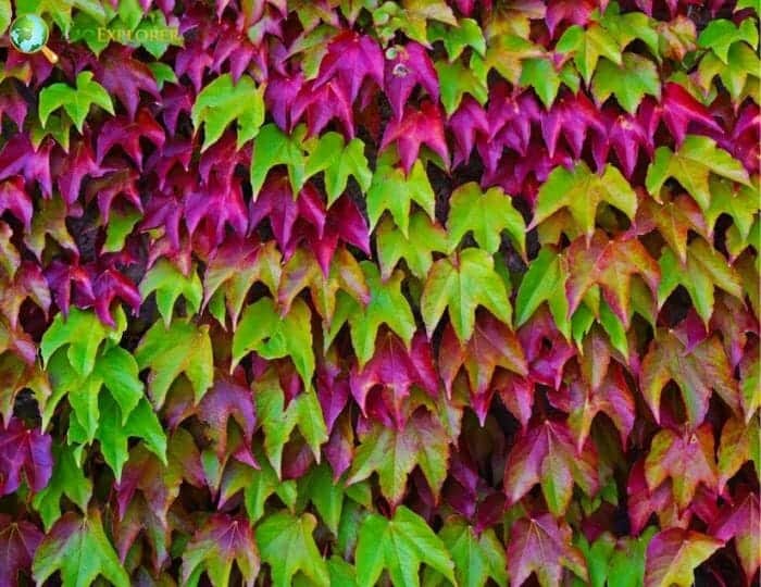 Chinese Virginia Creeper Plant Leaves