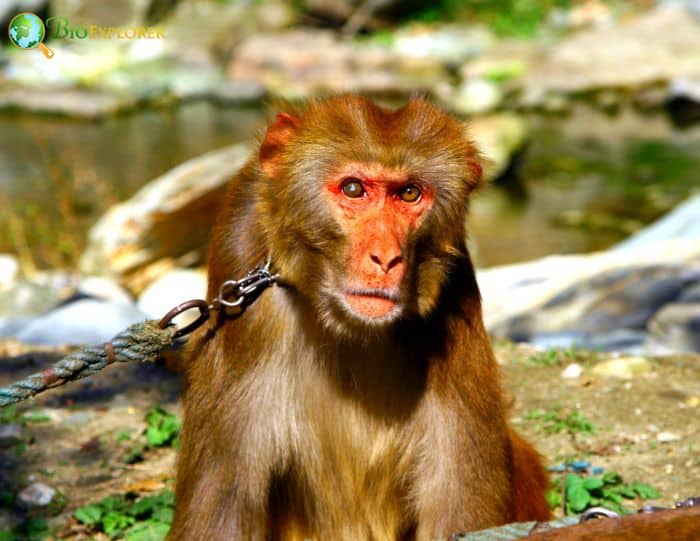 Chinese Stump Tailed Macaque