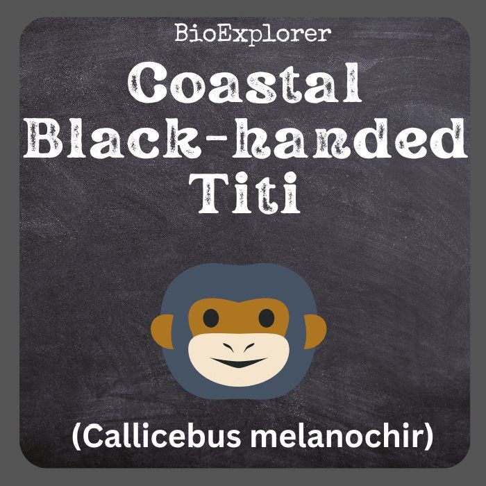 Coastal Black-handed Titi