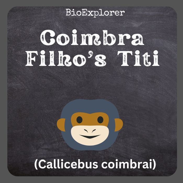 Coimbra Filho's Titi