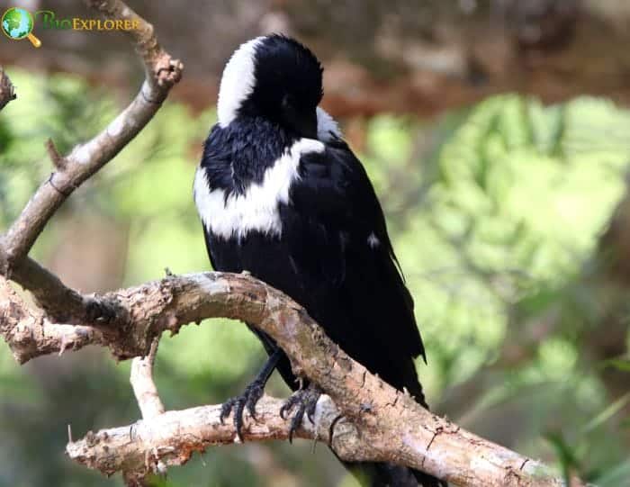 Collared Crow