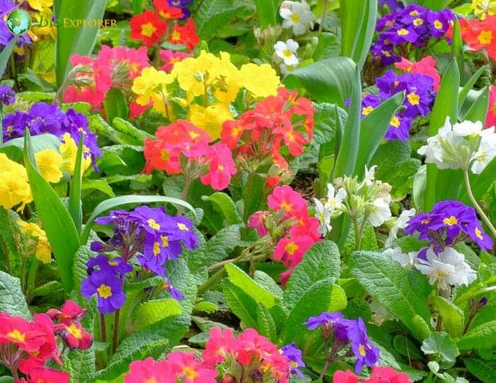 Colorful Primrose Flowers