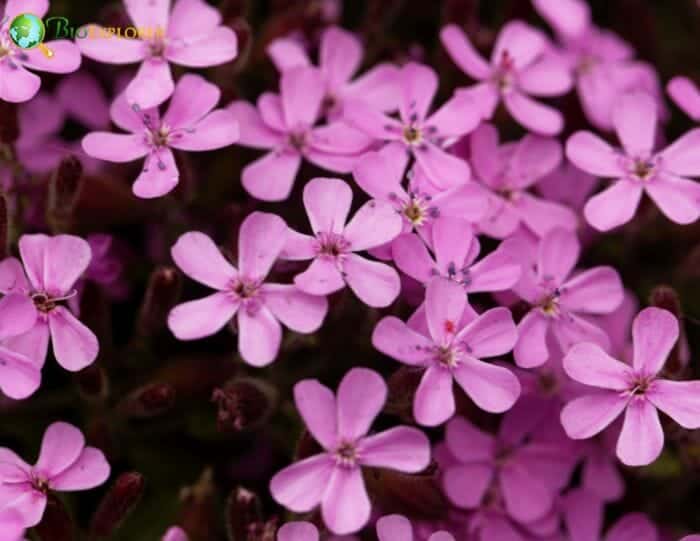 Common Soapwort Flowers