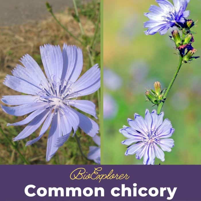 Succory | Common Chicory Flower | Cichorium intybus | Radicchio