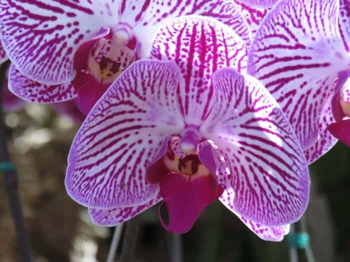 Corsage Orchid
