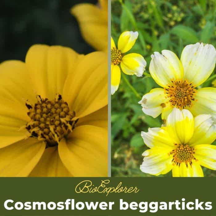 Cosmosflower Beggarticks