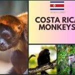 Costa Rica Monkeys