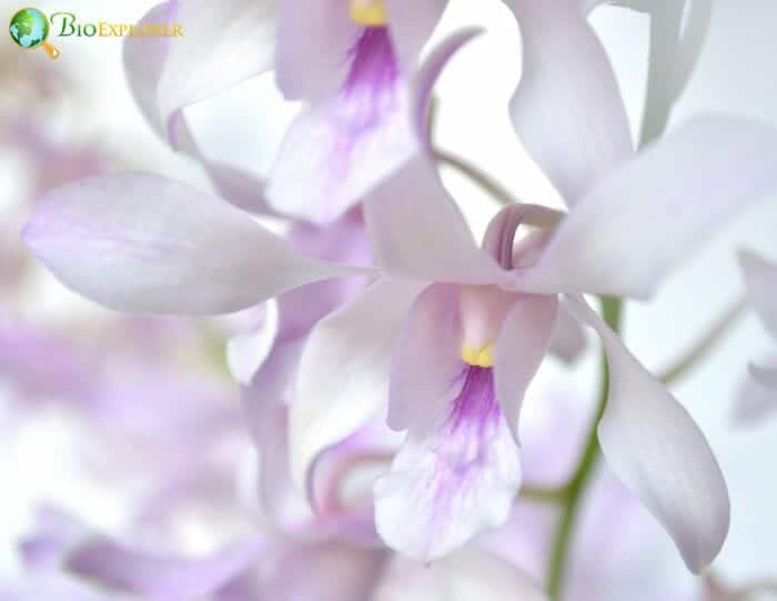 Cream Dendrobium Orchid Flowers