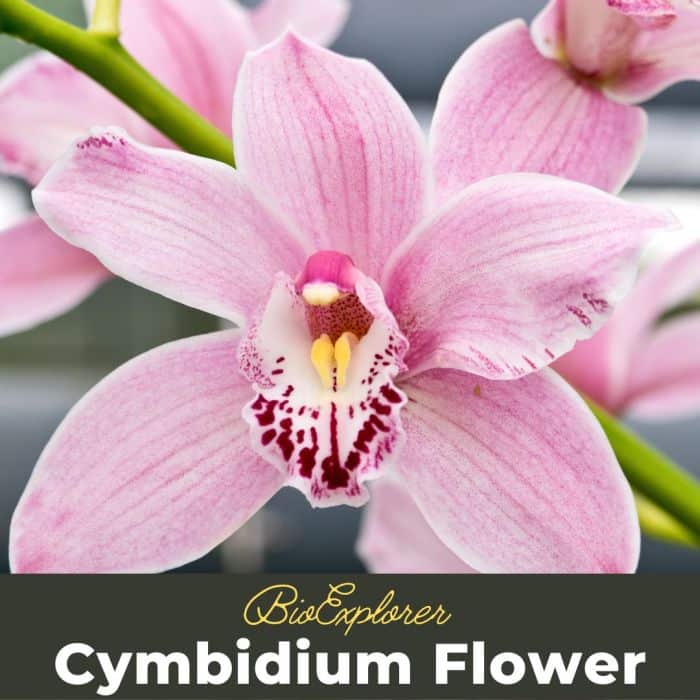 Cymbidium Flower