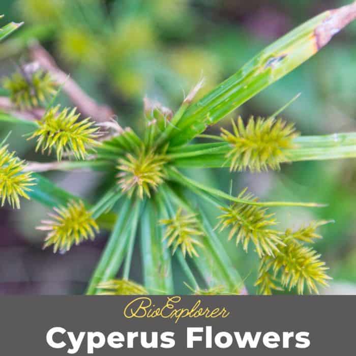 Cyperus