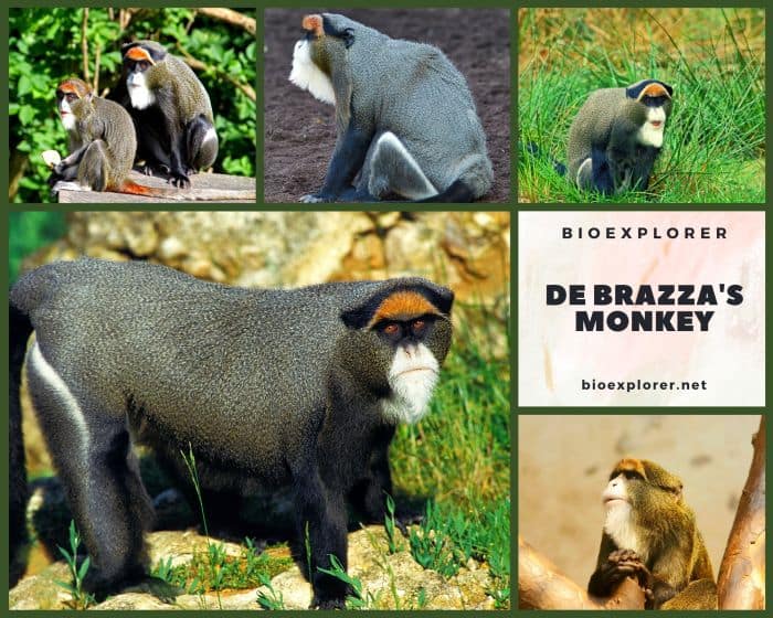 De Brazza's Monkey
