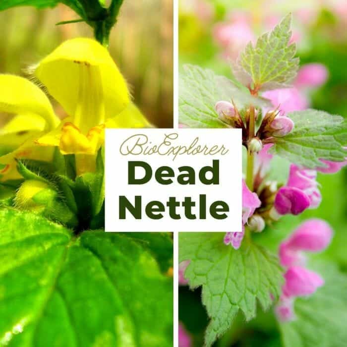 Dead Nettle