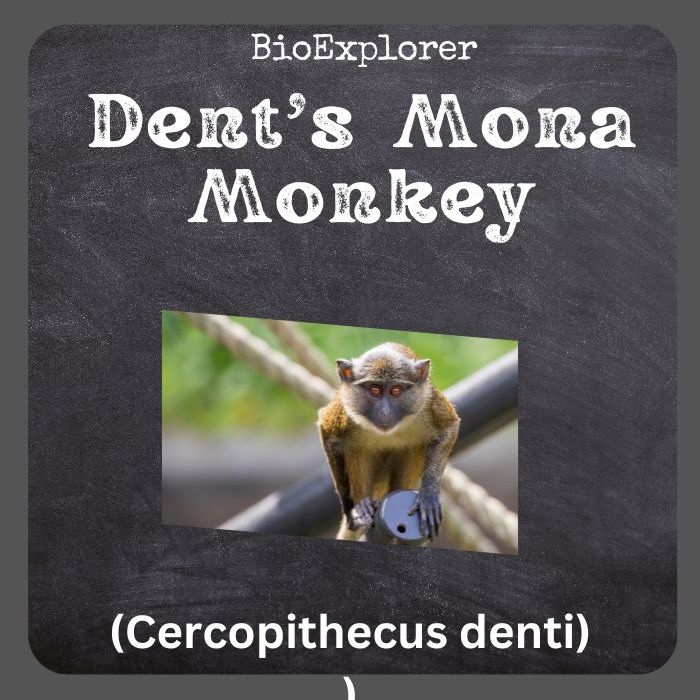 Dent's Mona Monkey