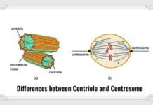 centrosome vs centriole