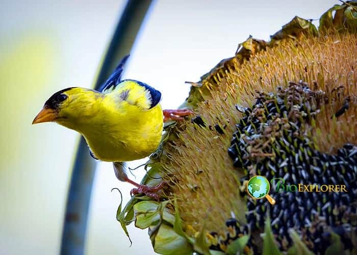 Do Goldfinches Eat Sunflower Seeds?