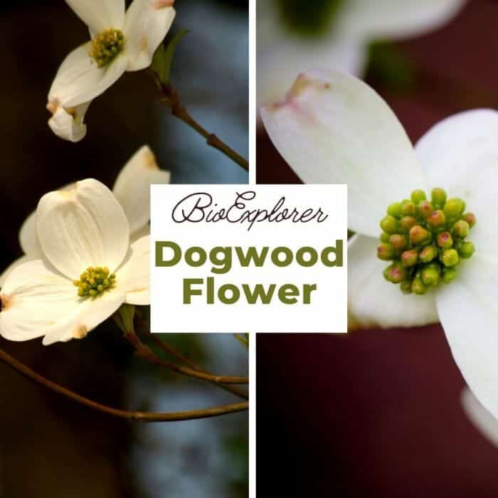 what animals eat dogwood trees