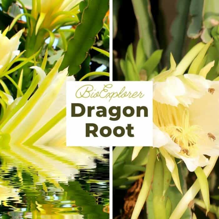 Dragon Root