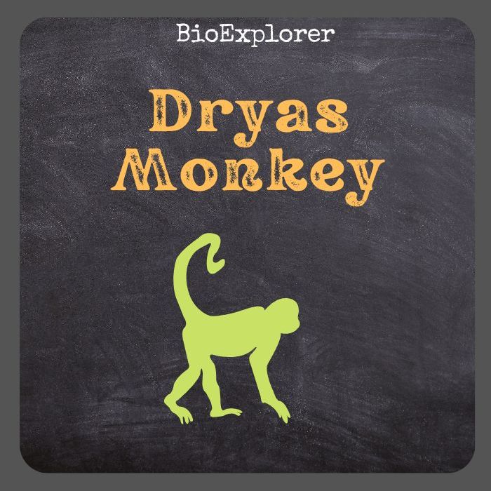 Dryas Monkey Characteristics, Chlorocebus Dryas Facts