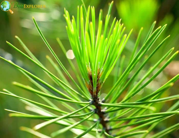 Eastern White Pine Watering and Fertilizing Needs