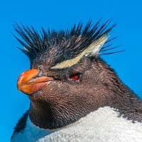 Eastern Rockhopper Penguin