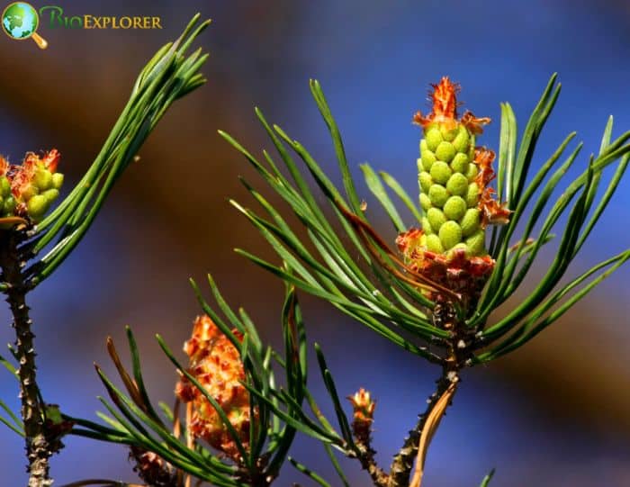 Eastern White Pine Ideal Soil and Climate Conditions