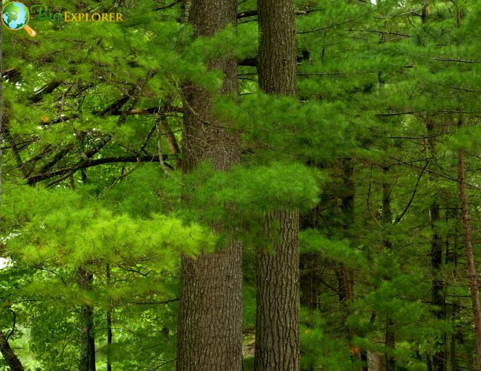 Eastern White Pine Physical Characteristics