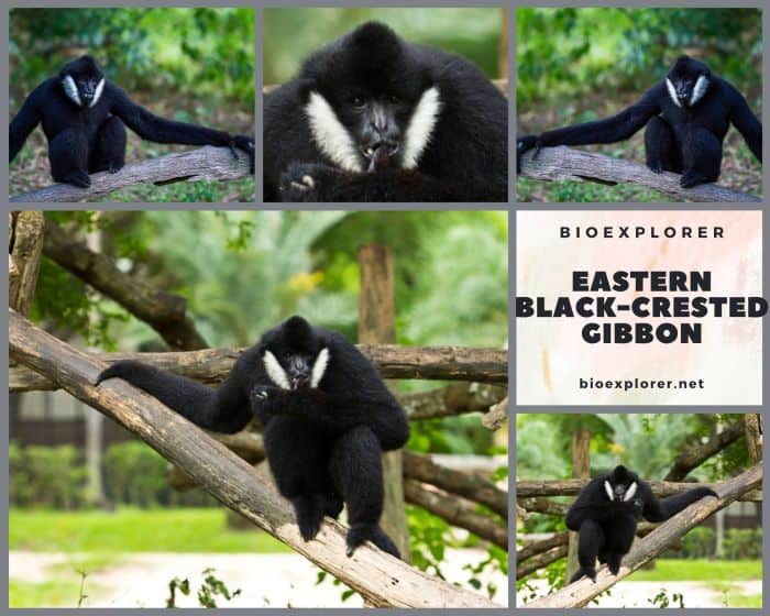 Eastern Black Crested Gibbon