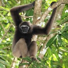 East Bornean Gray Gibbon