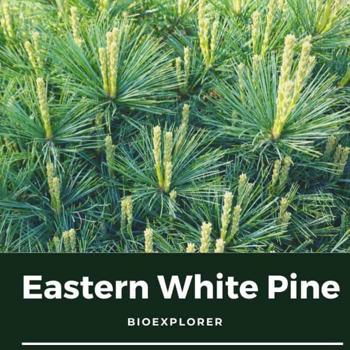 Eastern White Pine Tree | Pinus strobus Characteristics | BioExplorer