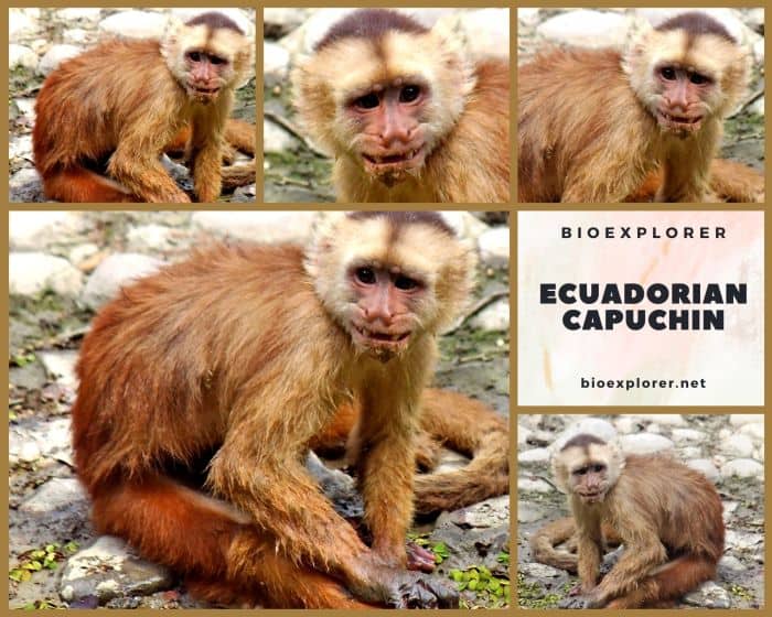 Ecuadorian Capuchin