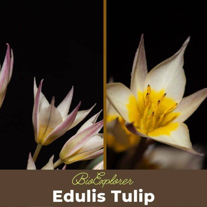 Edulis Tulip