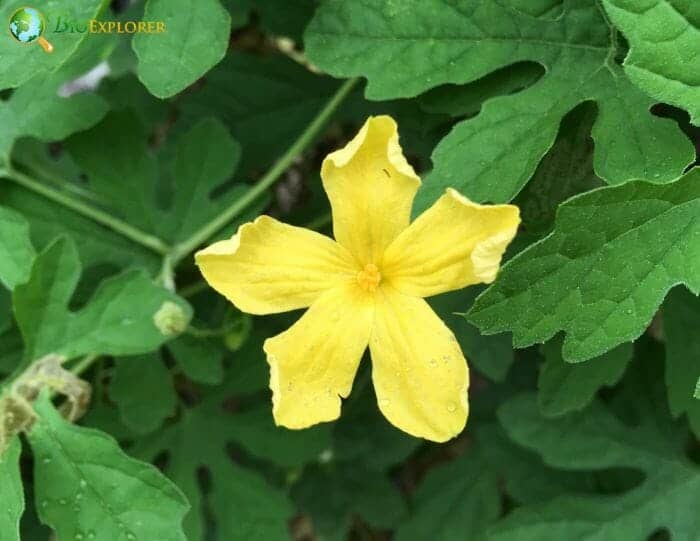 Elastic Momordica Flower | Momordica charantia | BioExplorer.net