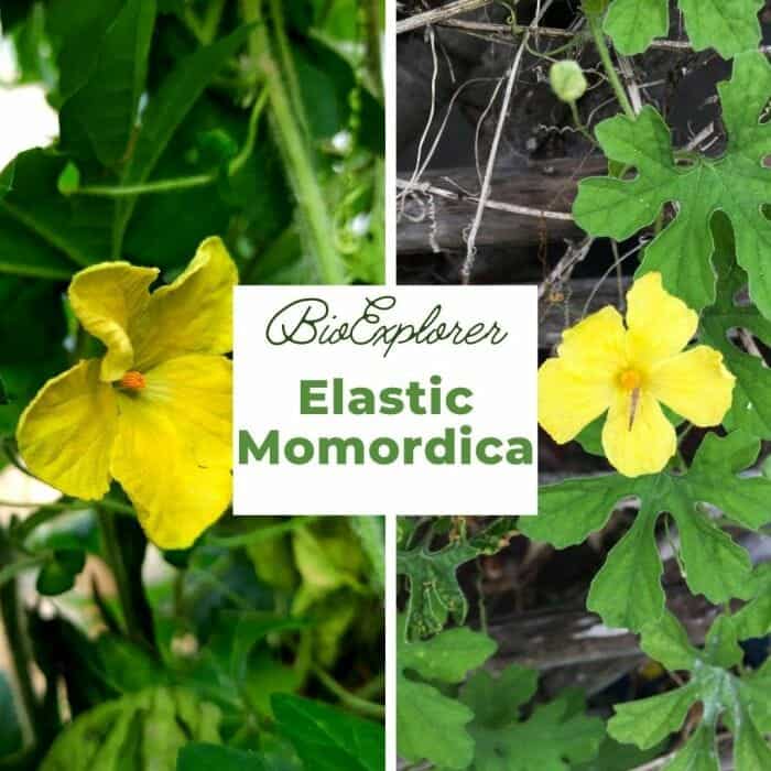 Elastic Momordica