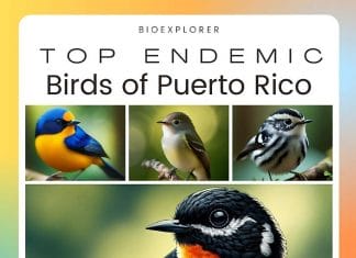 Endemic Birds of Puerto Rico
