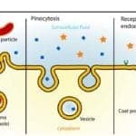 Endocytosis Types