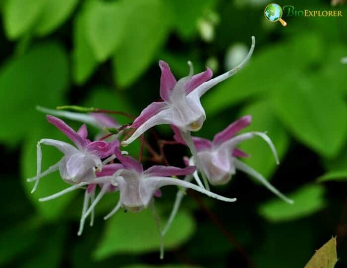 Epimedium Flowers